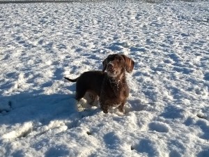 Dackel im Schnee