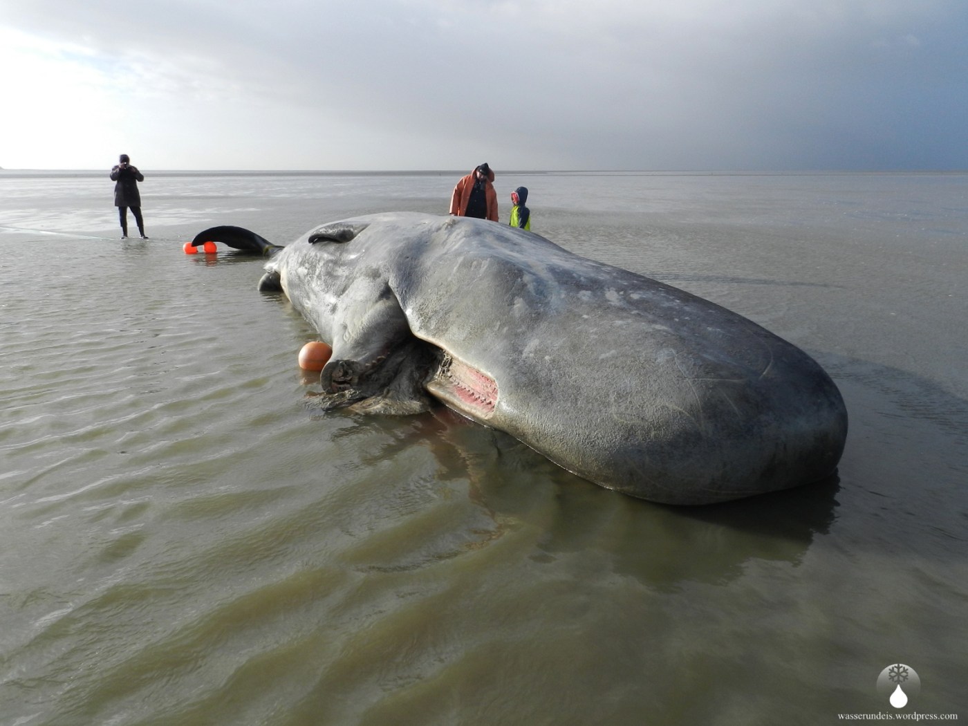 Waldstrandung Wattemmeer Nordsee