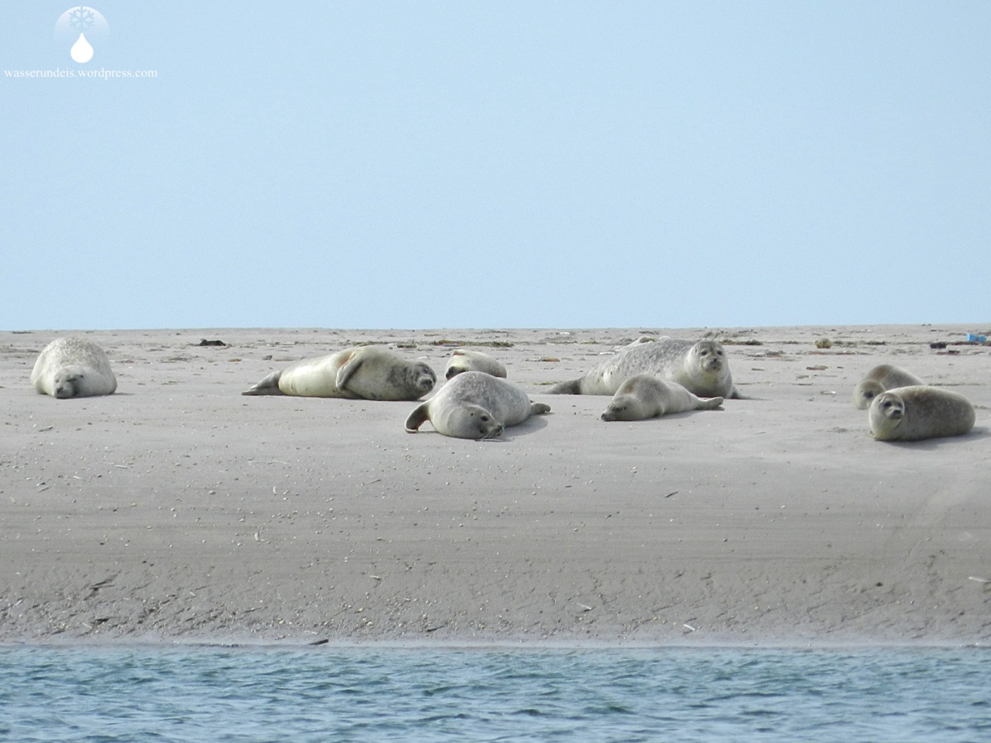 Seehunde Langjord Fanø