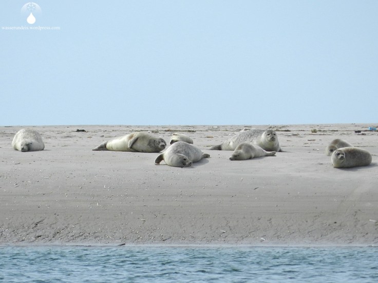 Seehunde Langjord Fanø