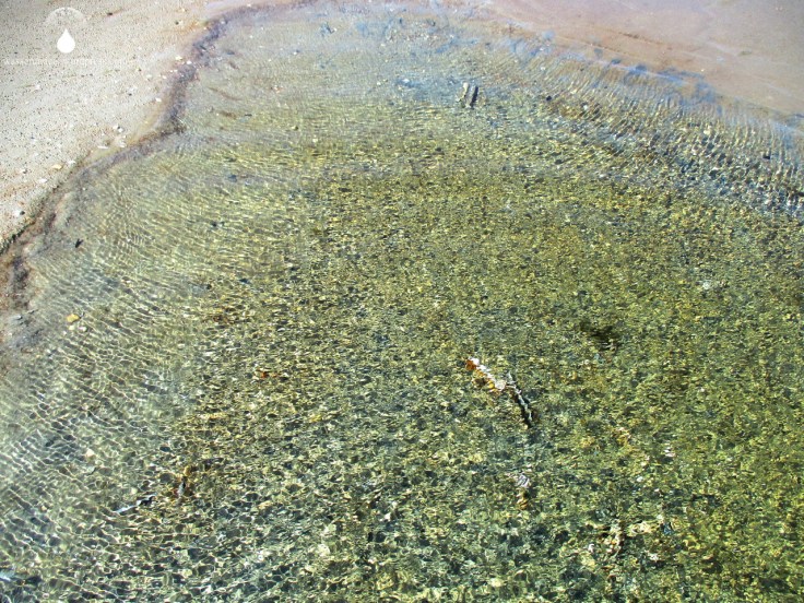 Tidentümpel Watt Fanö Dänemark