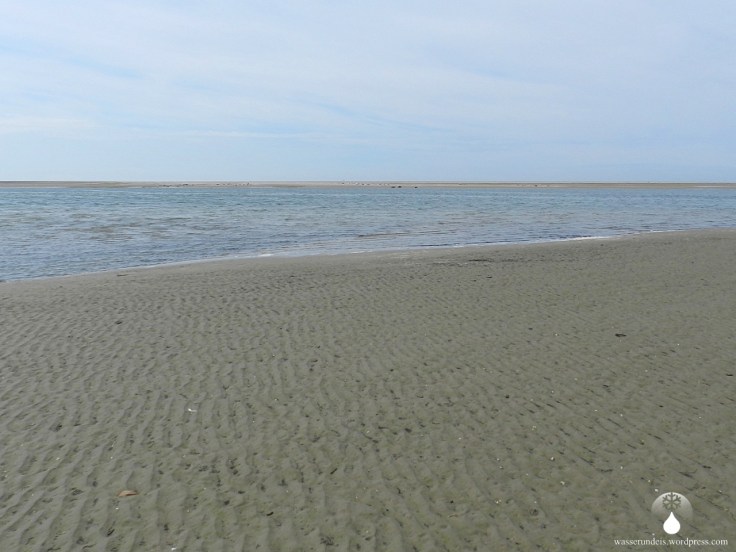 Faøs Galge Rev Sandbank Seehunde