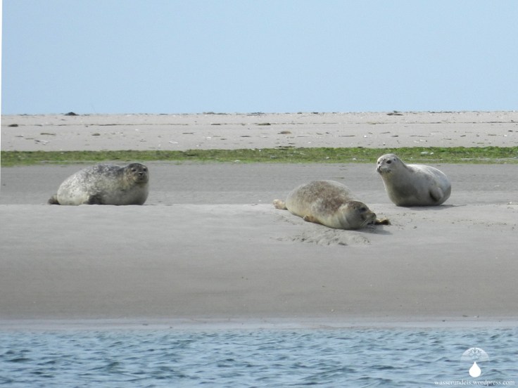 Langjord Fanø Seehunde