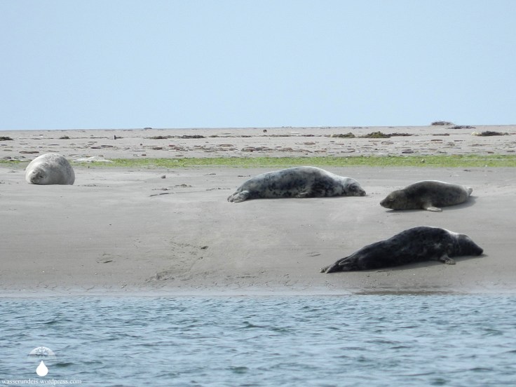 Kegelrobben Seehunde Fanø