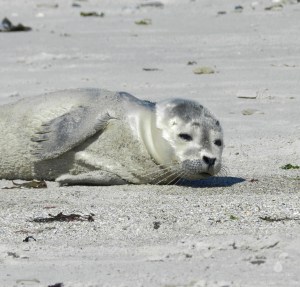 Babyseehund auf der Düneninsel von Helgoland.