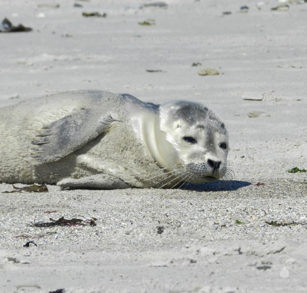 Babyseehund auf der Düneninsel von Helgoland.