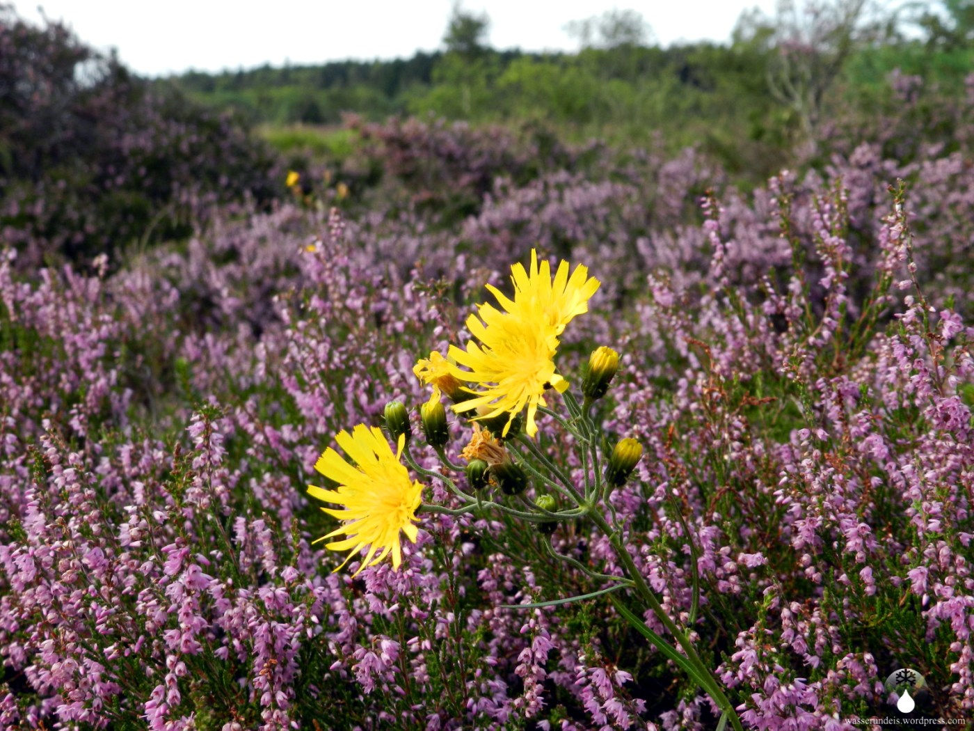 Heideblüte Küstenheide Cuxhaven