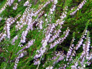 Blühende Heide