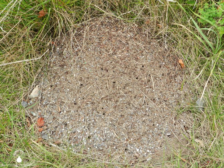 Ameisenhaufen Küstenheide Cuxhaven
