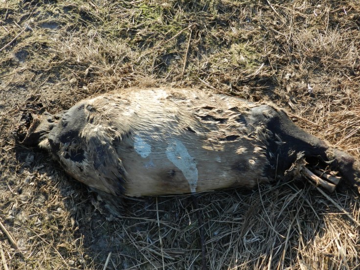 Seehundkadaver Nordsee