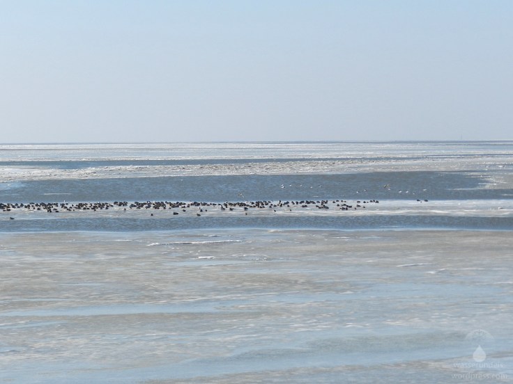 Vögel auf einer Eisscholle an der Wurster Nordseeküste.