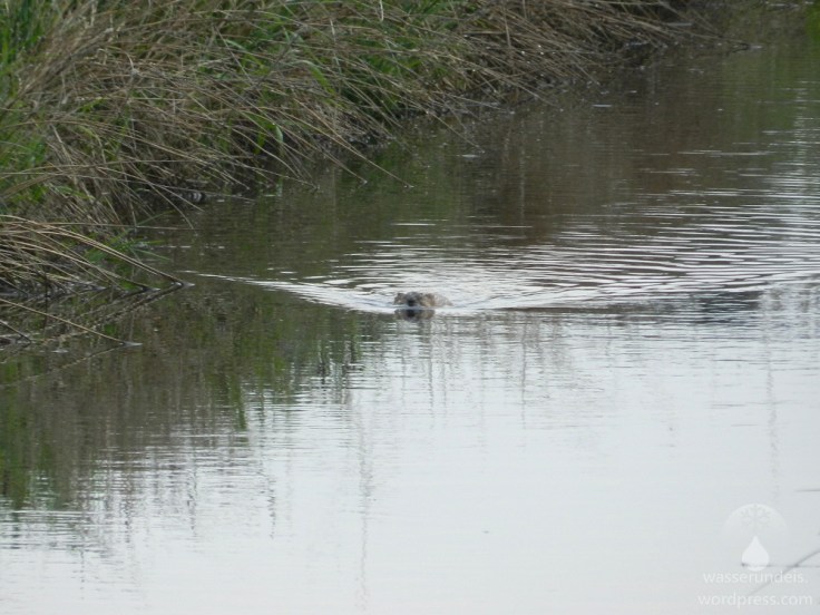 Bisamratte in der Geeste bei Bremerhaven.