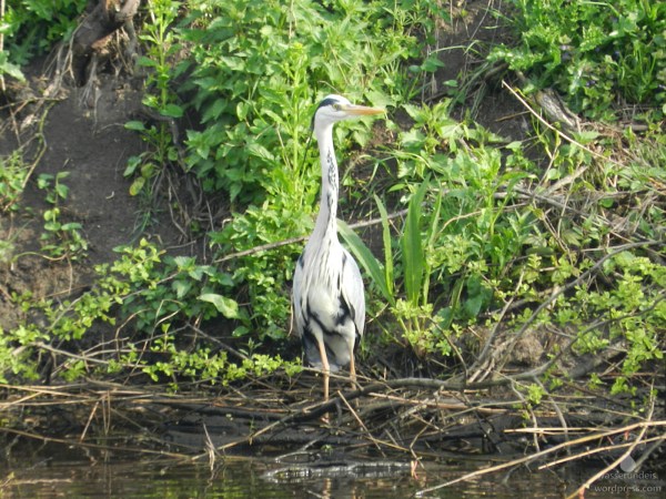 Graureiher im Marschland der Geesteniederung.