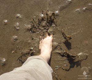 2016-05-06_Schlickwatt_Imsum