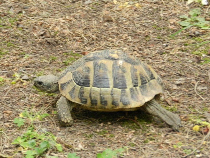 2018-05-03_Griechische_Landschildkröte_Turtle_Korfu