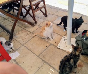 Streunende Katzen in Gaios auf Paxos
