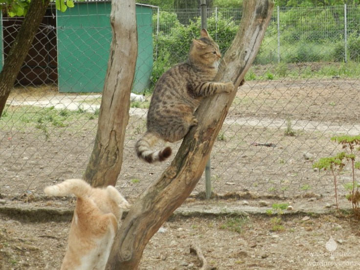 2018-05-06_Korfu_Corfu_Donkey_Rescue_05