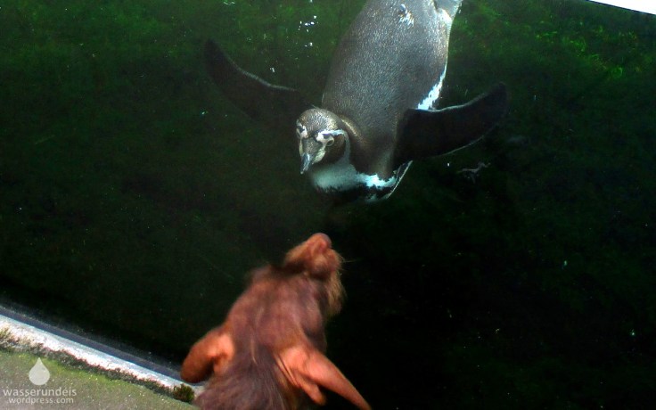 Humboldtpinguin im Zoo am Meer Bremerhaven.