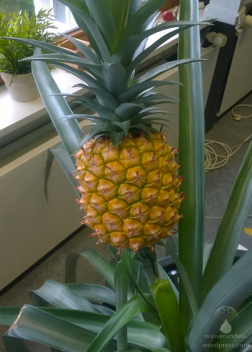 Ananas  selbstgezogen  Wasser und Eis