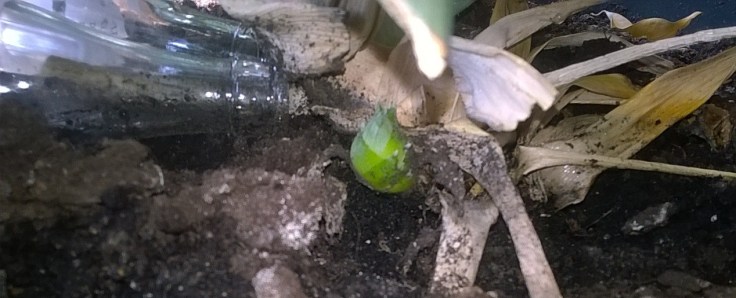 2017-08-26_Ananas-selbst_gezogen