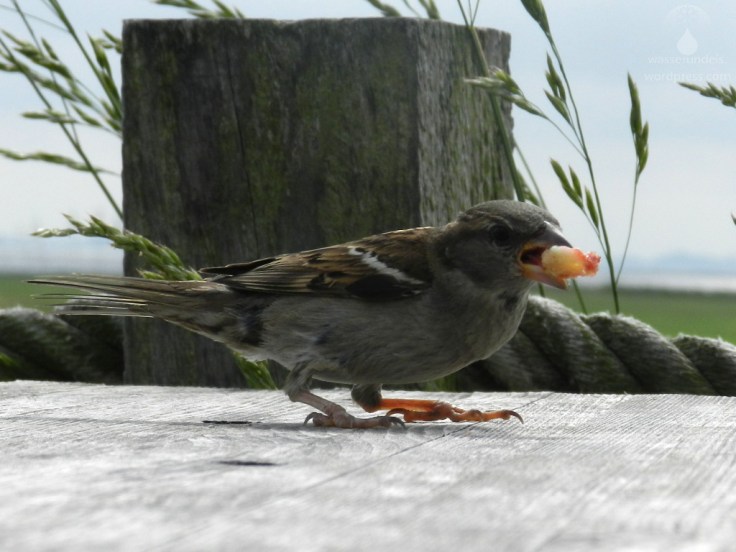 Spatz Kuchen Nordsee zutraulich