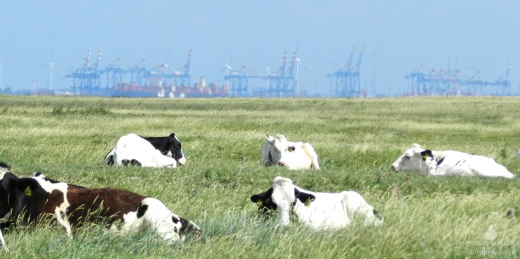 #Kühe Langwarder Groden