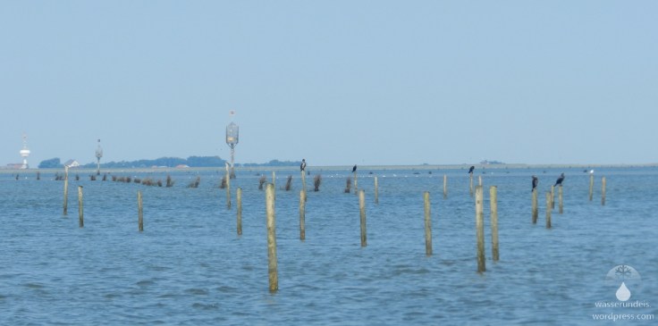 #Wattenweg Neuwerk Kormorane