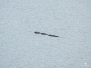 Wale Island Fjord Entenwal