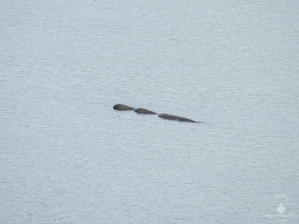 Wale Island Fjord Entenwal