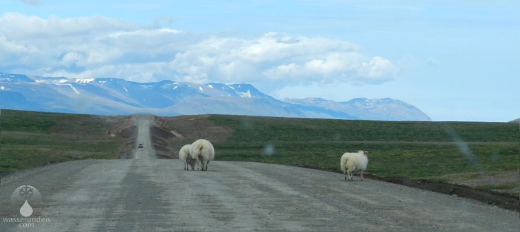 #Piste Husavik Schafe