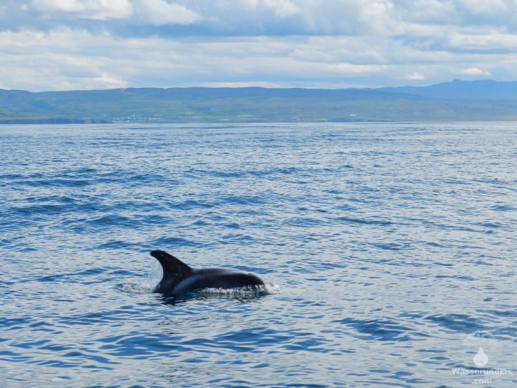 #Delfin vor Husavik