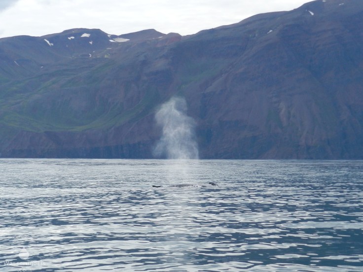 #Blasender Buckelwal Flateyjarskagi