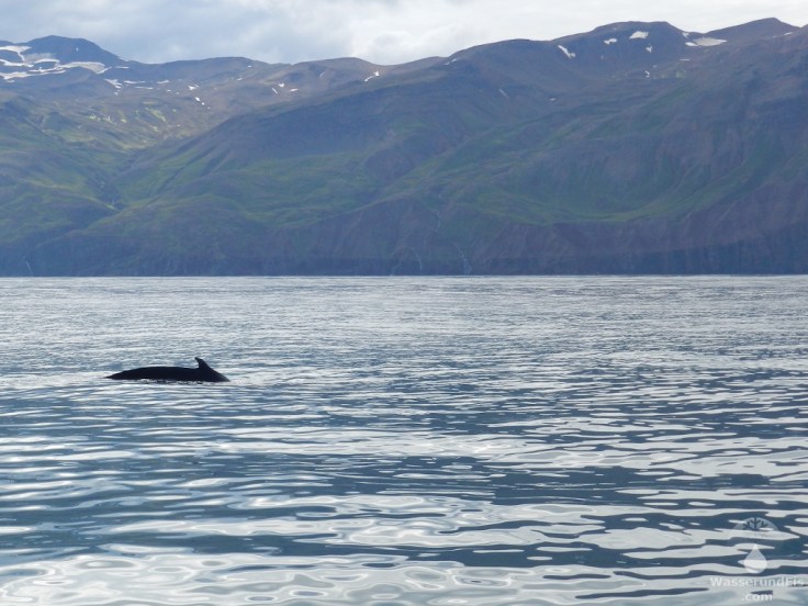 #Buckelwal Skjálfandi Husavik