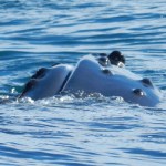 husavik-adventures (1)