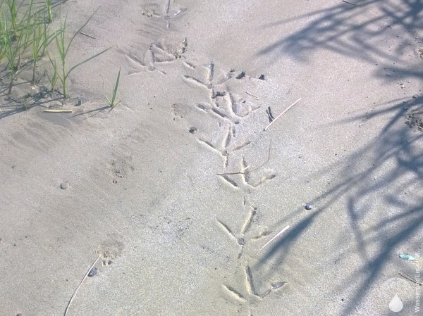 Fussspuren Sand Strand