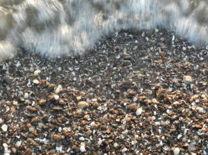 Wellen Nordsee Muscheln.
