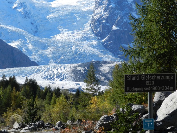Wald Lärchen Gletscher Morteratschgletscher