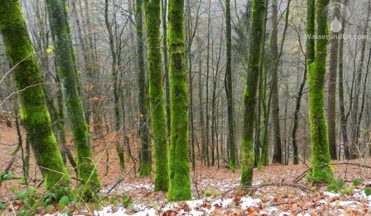 Bäume Moos Winterberg Wanderweg