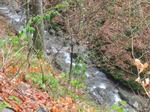 Bach Winterberg Schlucht