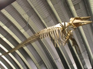 Schweinswal Skelett Natureum Niederelbe