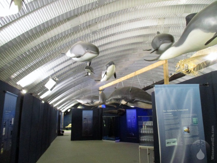 Sonderausstellung die Welt der Wale
