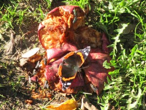 Natureum Niederelbe Insekten.