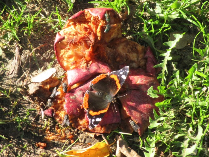 Natureum Niederelbe Insekten.