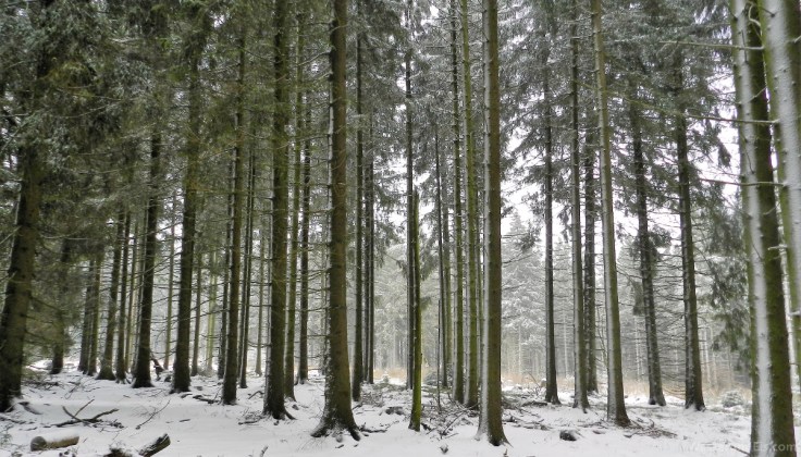#Winterwald Hochheide