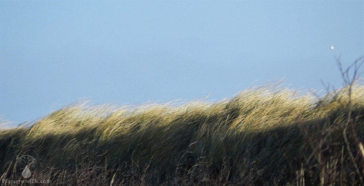 #Dünengras