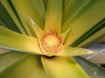 Ananasblüte selbstgezogen
