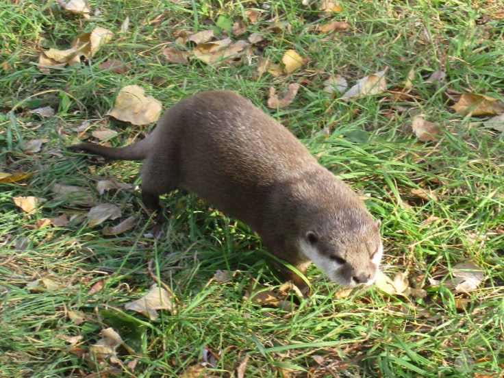 Zwergotter Otter Natureum Niederelbe Balje