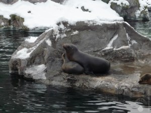 Seelöwen Gelsenkirchen