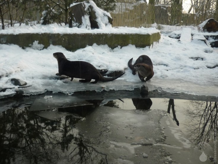 Otter Gelsenkirchen Zoo