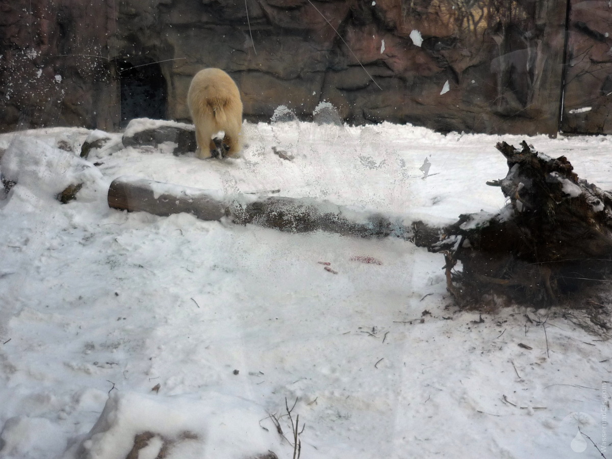 Eisbär Zoom Erlebniswelt Gelsenkirchen